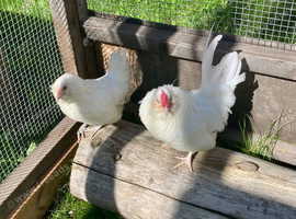 Pair of young barbu d&rsquo;Anvers bantams