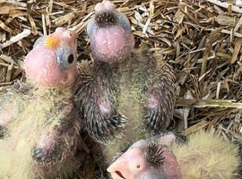 3 x lutino cockatiel chicks