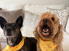 Two dogs for rehoming due to owner sadly passing away