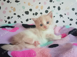 Cream BLH girl / British short haired kittens ready to book