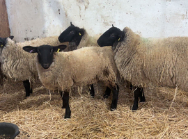 4 Suffolk Lambs
