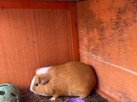 2 guinea pigs for sale