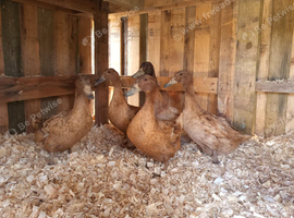 Khaki Campbell ducks
