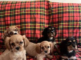 Beautiful Cavalier King Charles Spaniel Puppies