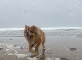 3 years old male chow chow Pablo