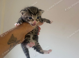 Kittens