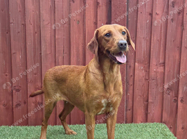 KC Registered Fox Red Labrador Female 2 Years Old