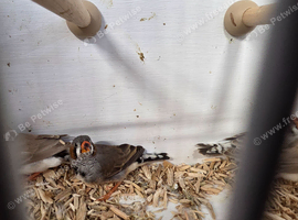 Young zebra finches