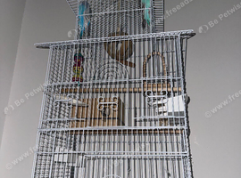 2 MALE BUDGIES FOR SALE!!