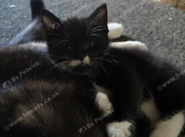 Kittens for sale