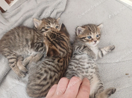 3 beautiful kittens