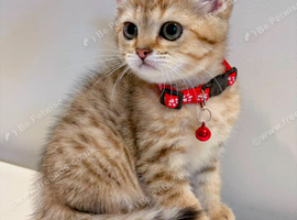 Golden British Shorthair Kitten (Female, 4 Months)