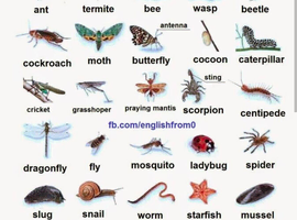 Rehoming invertebrates