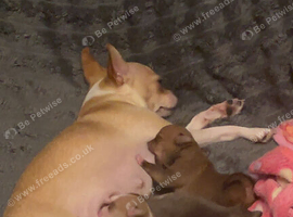 Teacup chihuahuas