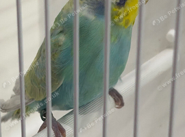 RING NUMBER 17 RAINBOW COCK 2026 BRED