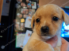 Shihpoo puppies