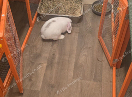 Baby rabbit