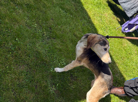 Whippet saluki puppies only girls left available