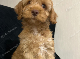 Beautiful Cockerpoo Puppies