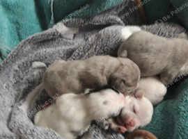 Pups for sale
