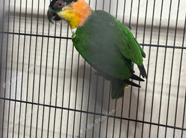 Pair of Black headed caiques