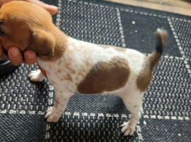 Jack russell dog pup