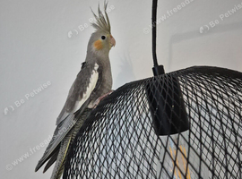Female cockatiel with cage
