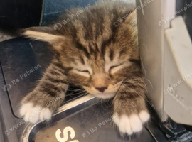 5 tabby kittens