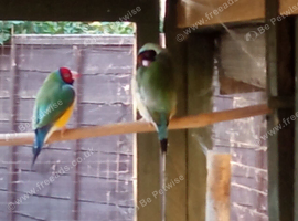 For sale 2 gauldian finches