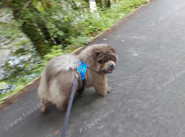 Dog Boarding & day care services