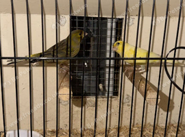 Pair of fancy canarys