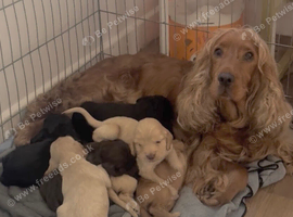 Beautiful litter of 7 Chunky show cocker spaniel puppies