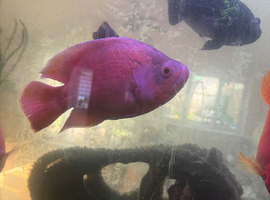 Various Cichlids