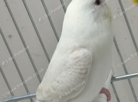 Budgies