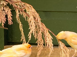 4 canaris