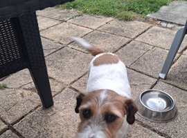 Jack russel terrier