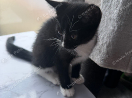 Beautiful kittens for sale - ready now