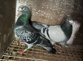 Racing pigeons for sale