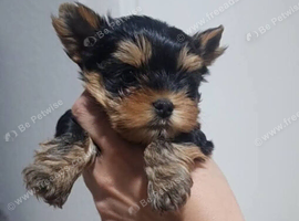One little Yorkie puppy