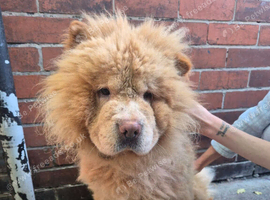 Male Chow Chow