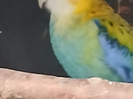 Pale headed (mealy)rossella
