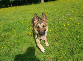 German shepard for stud only