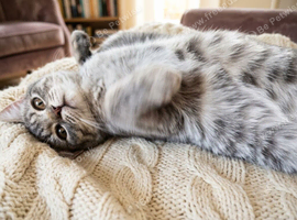 Tabby