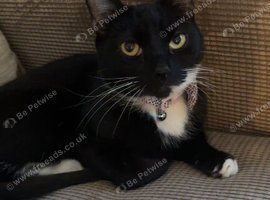 Tuxedo cat