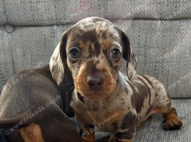 Beautiful Miniature Dachshund Puppies