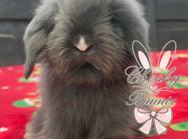 Beautiful TeddyWidder Bunnies