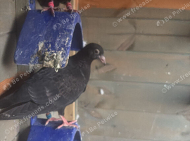 3 Black Racing Pigeons &ndash; &pound;40