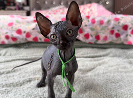 male sphynx