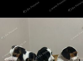 Beautiful Beagle x jack Russell puppies