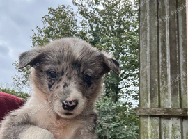 Collie pups from working parents
